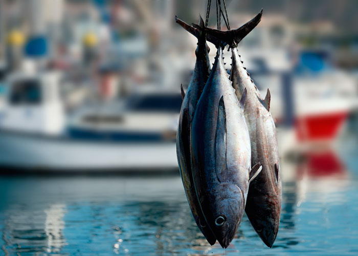 Cerca de los puntos atuneros de Arousa