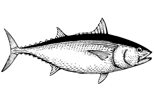 pescado atún