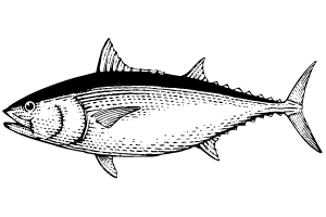 pescado atún